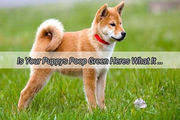 Is Your Puppys Poop Green Heres What It Means and How to Deal With It